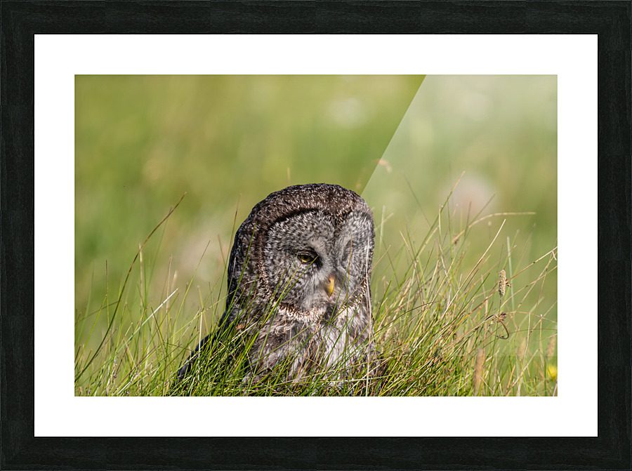 Great Gray Owl Picture Frame print