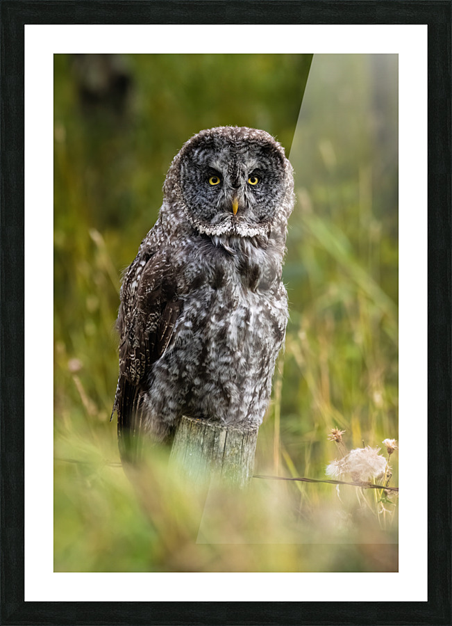 Great Gray Owl Picture Frame print