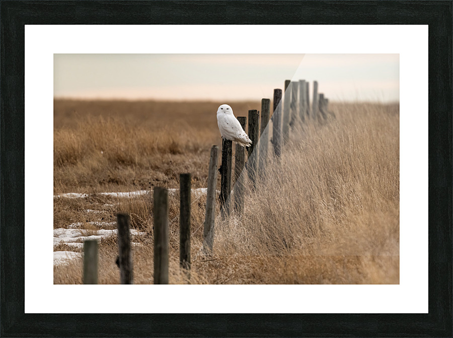 Snowy Owl Picture Frame print