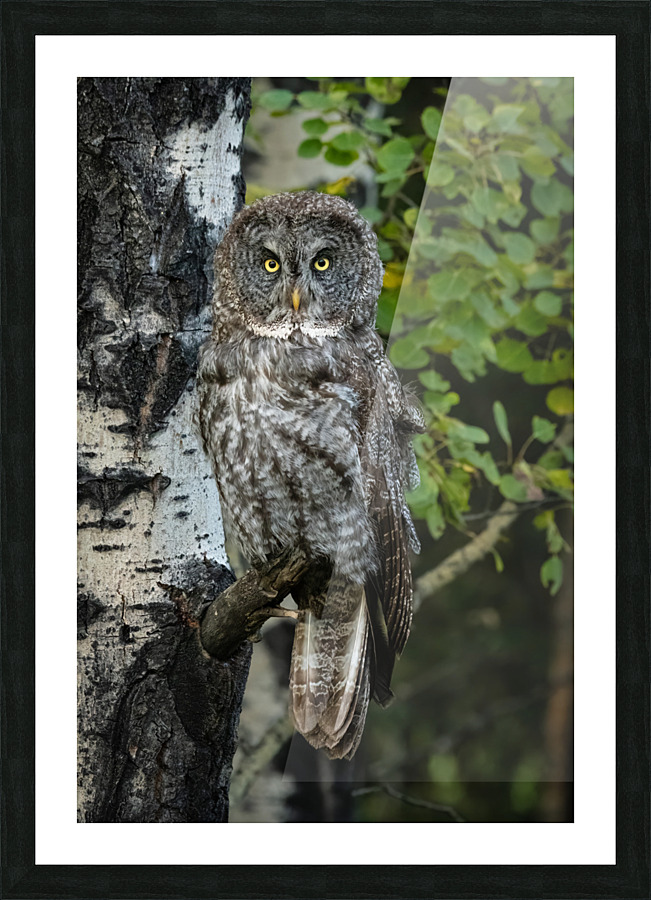 Great Gray Owl Picture Frame print