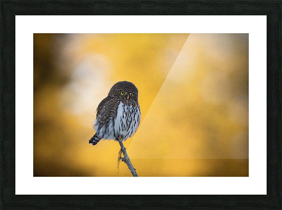 Northern Pygmy Owl Picture Frame print