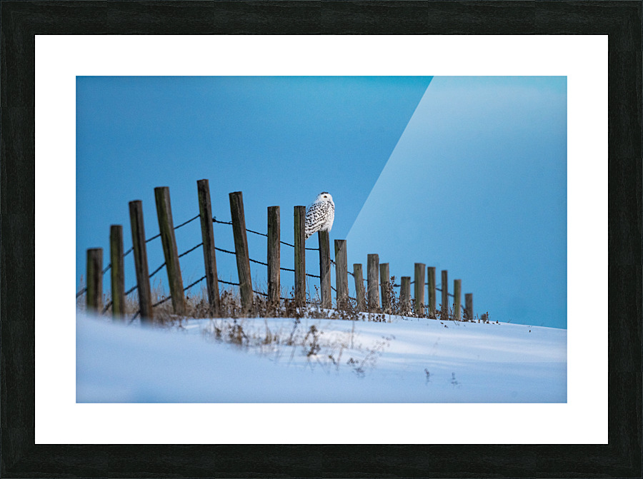 Snowy Owl Picture Frame print