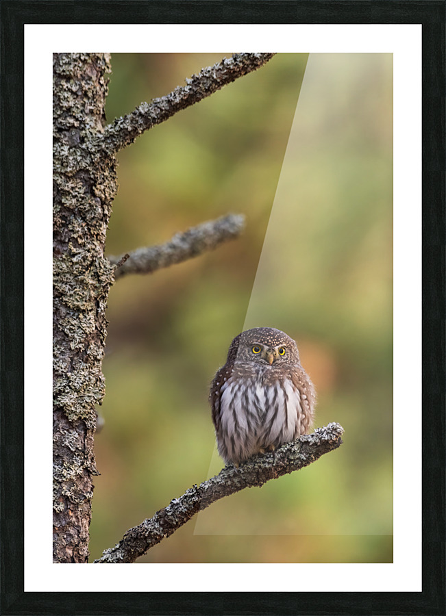Northern Pygmy Owl Picture Frame print