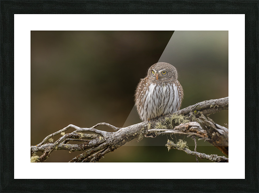 Northern Pygmy Owl Picture Frame print
