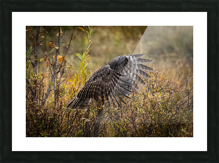 Great Gray Owl Picture Frame print