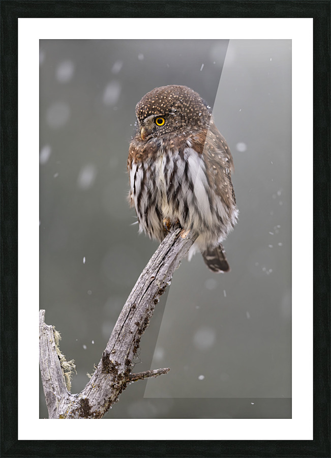 Northern Pygmy Owl Picture Frame print