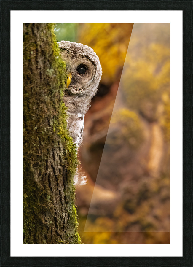 Barred Owlet Picture Frame print