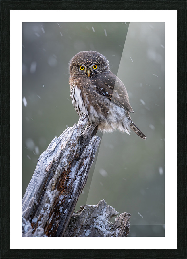 Northern Pygmy Owl Picture Frame print