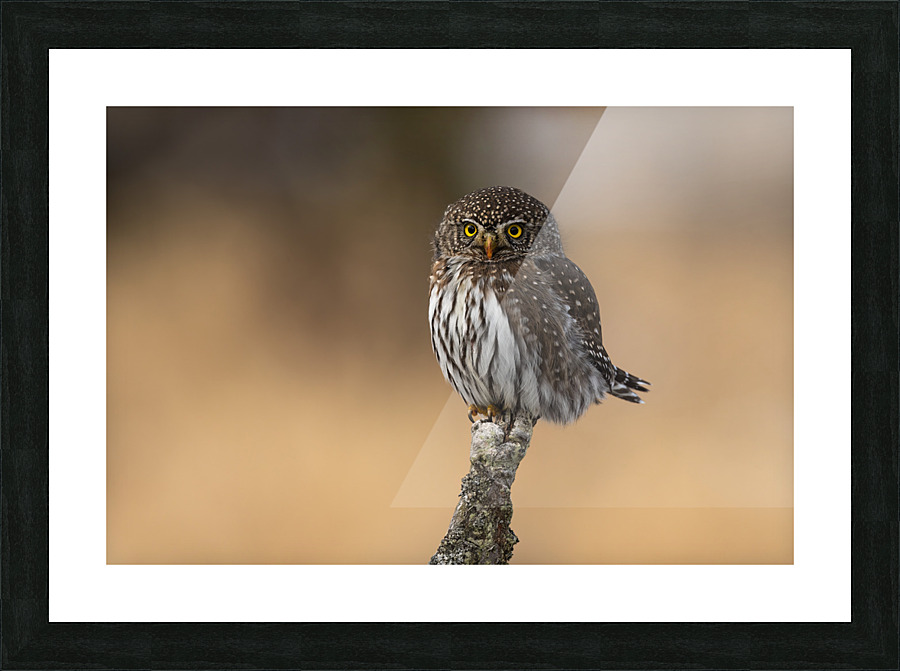 Northern Pygmy Owl Picture Frame print