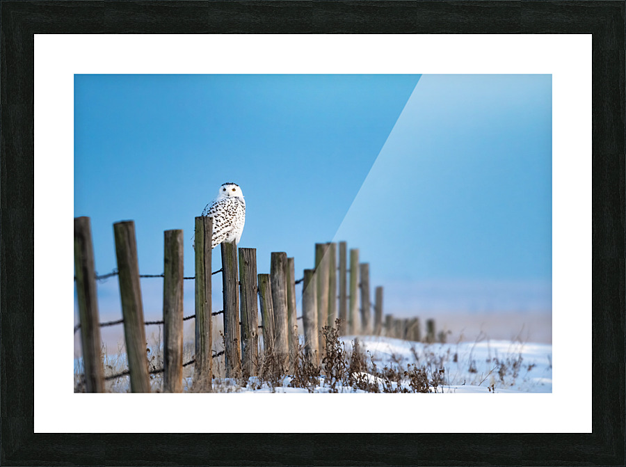 Snowy Owl Picture Frame print