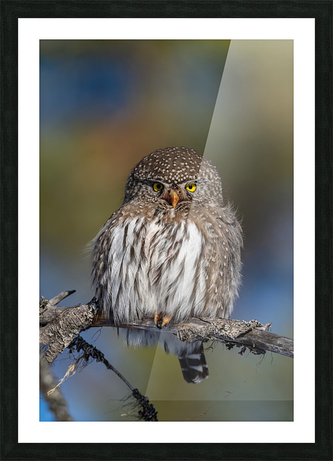 Northern Pygmy Owl Picture Frame print
