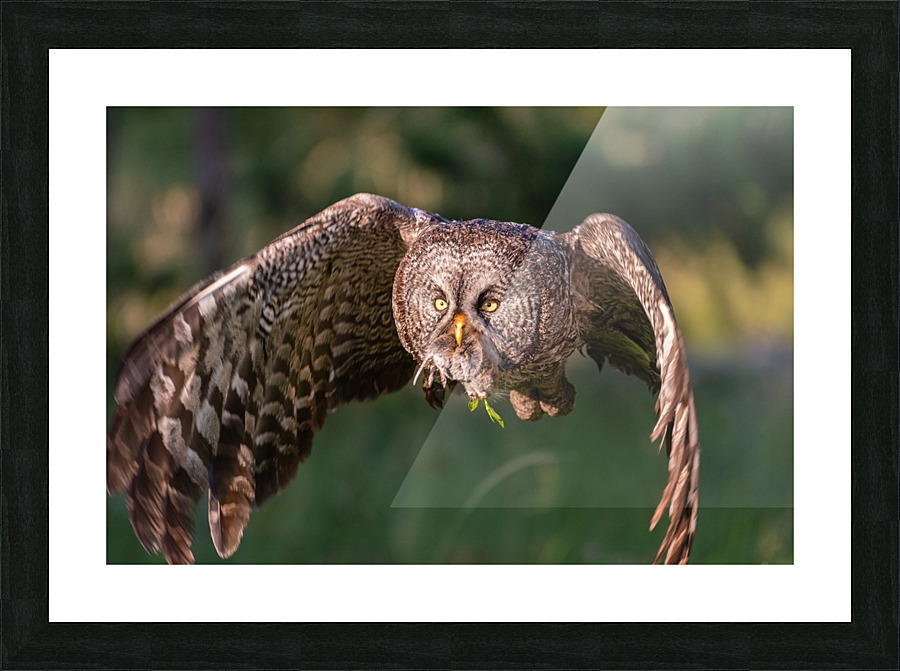 Great Gray Owl Picture Frame print