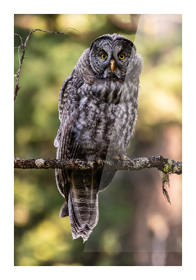 Great Gray Owlet Impression et Cadre photo
