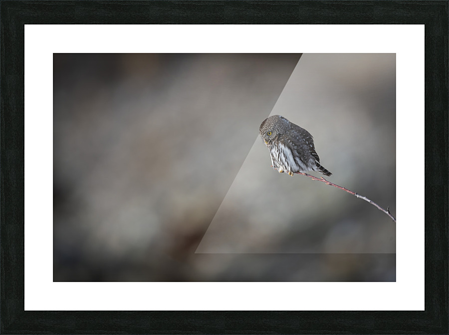 Northern Pygmy Owl Picture Frame print