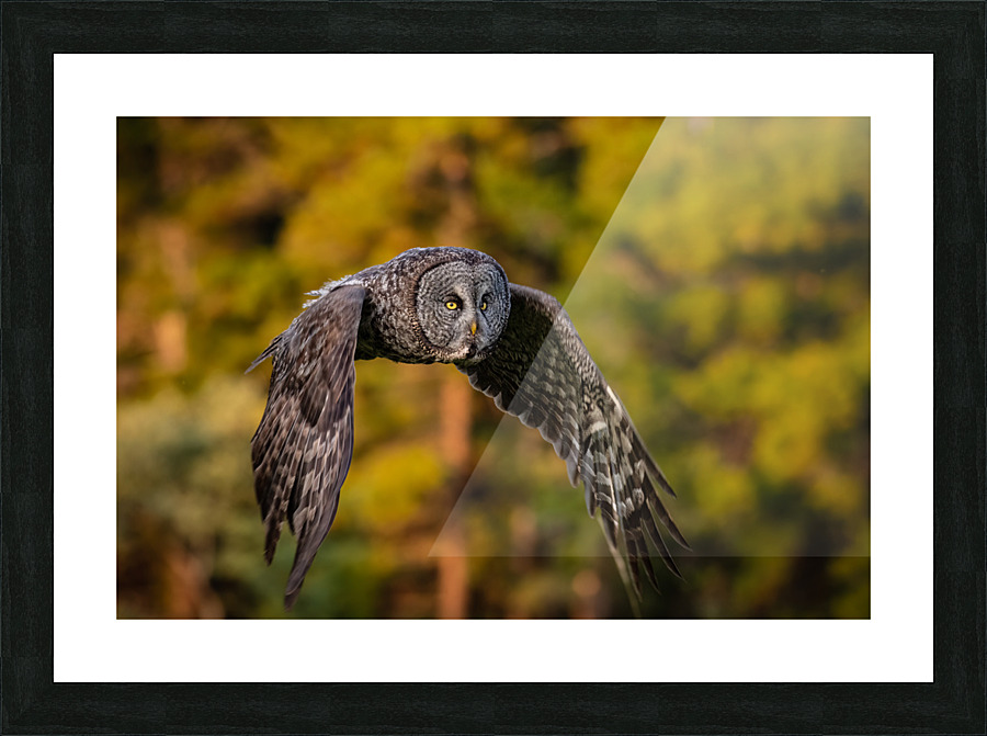Great Gray Owl Picture Frame print