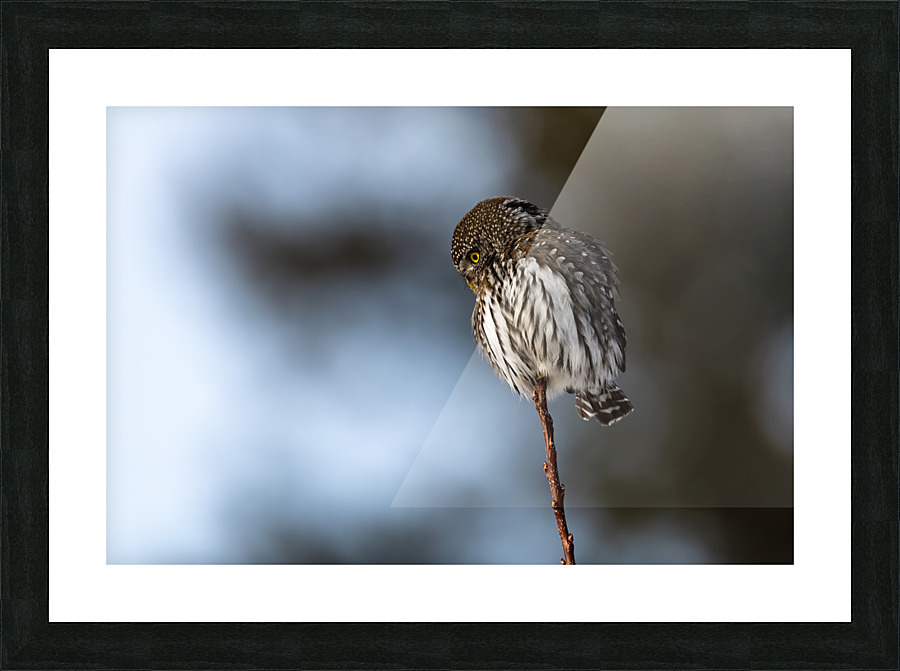 Northern Pygmy Owl Picture Frame print