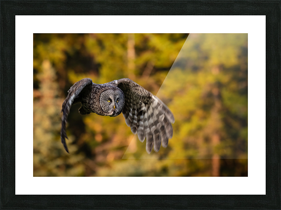 Great Gray Owl Picture Frame print