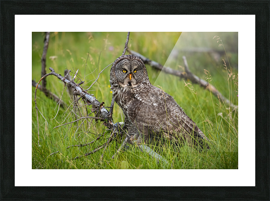 Great Gray Owl Picture Frame print