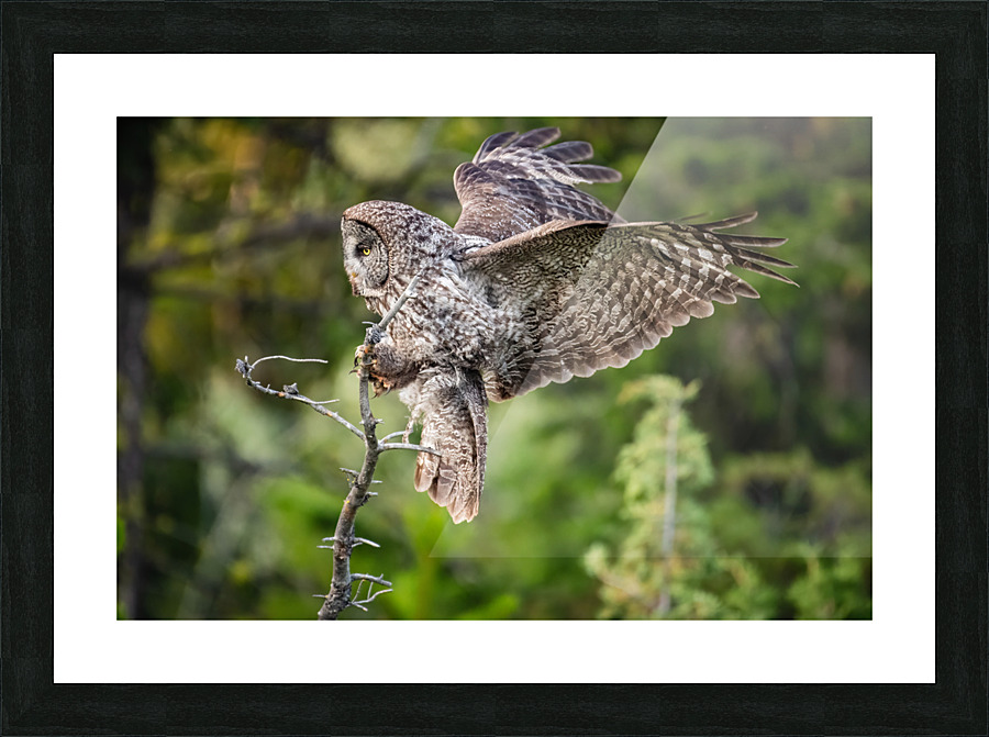 Great Gray Owl Picture Frame print