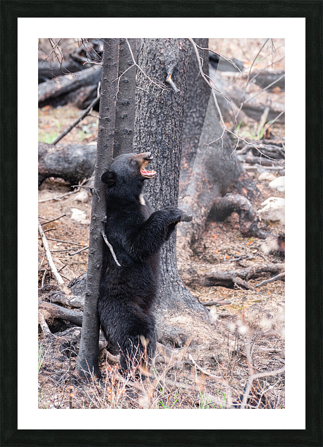 Black Bear Picture Frame print