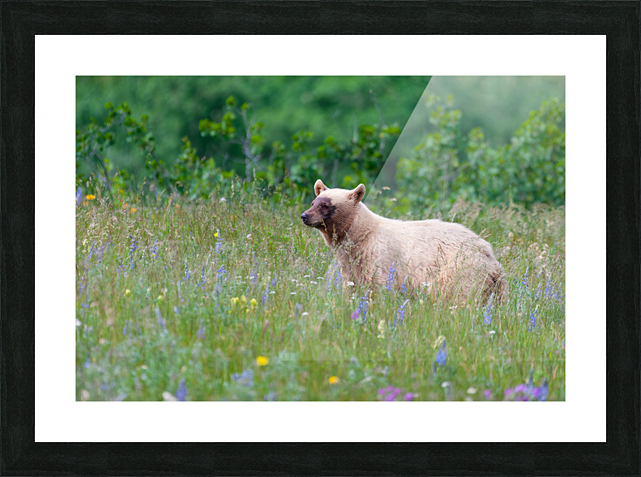 Black Bear Picture Frame print