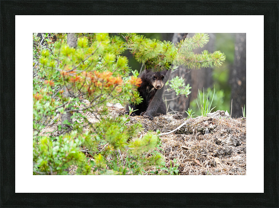 Black Bear Cub Picture Frame print