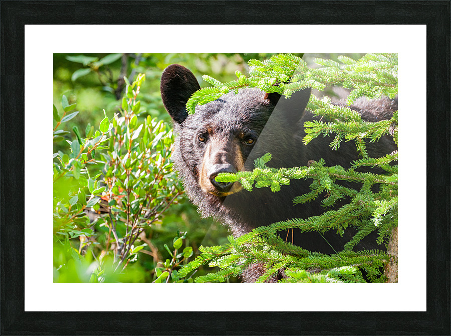 Black Bear Picture Frame print