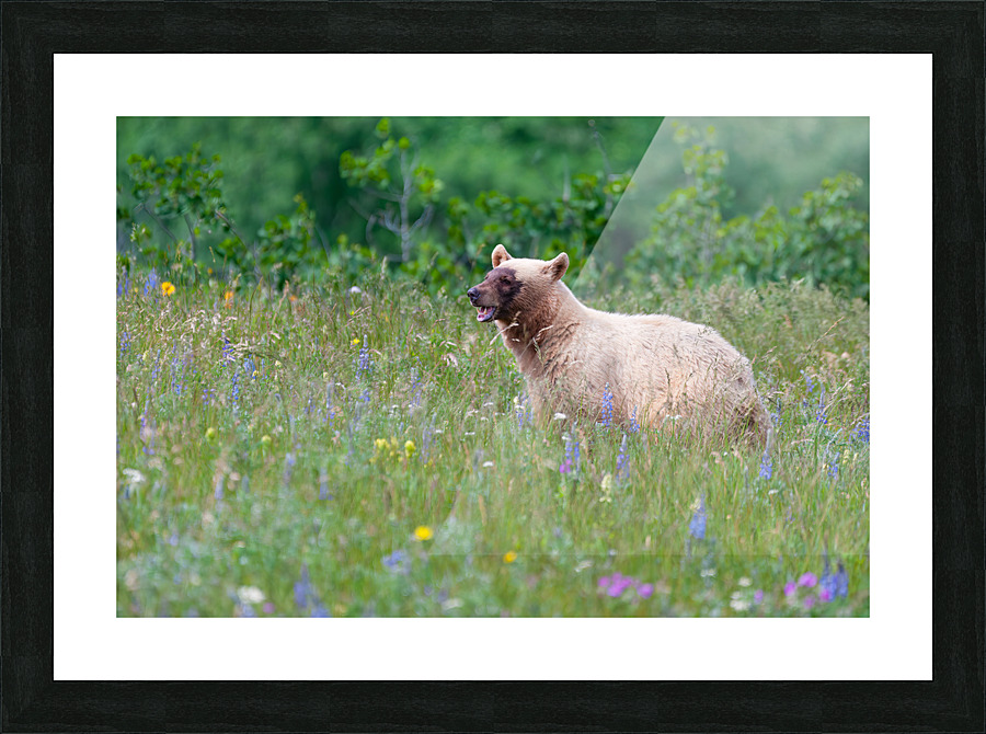Black Bear Picture Frame print