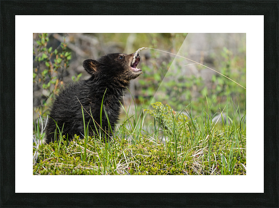 Black Bear Cub Picture Frame print