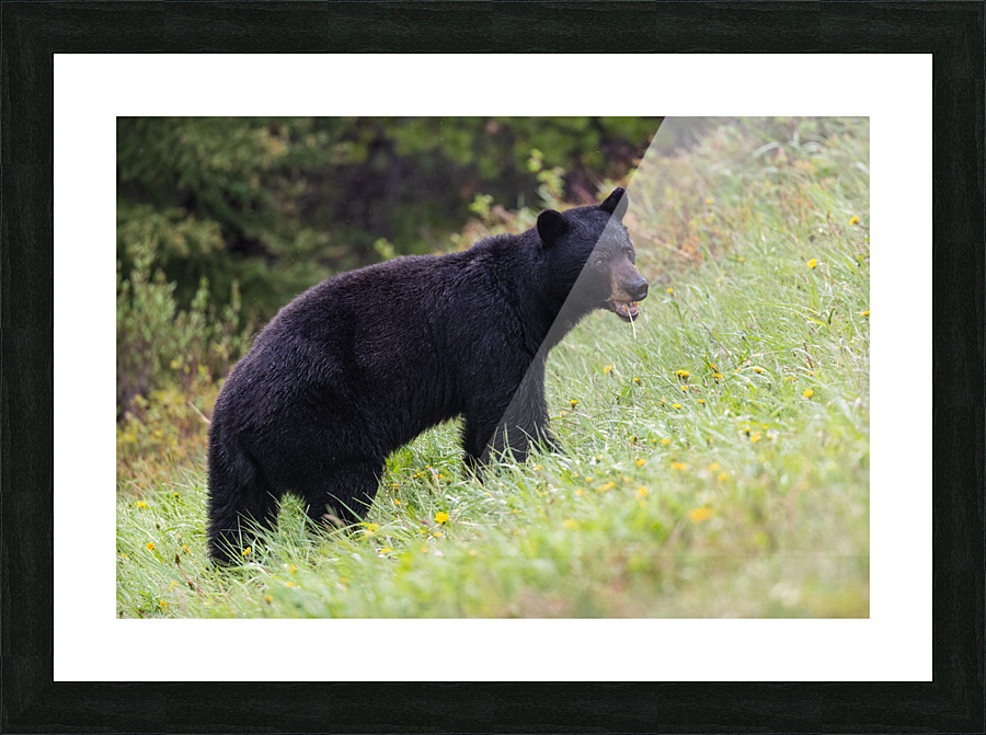 Black Bear Picture Frame print