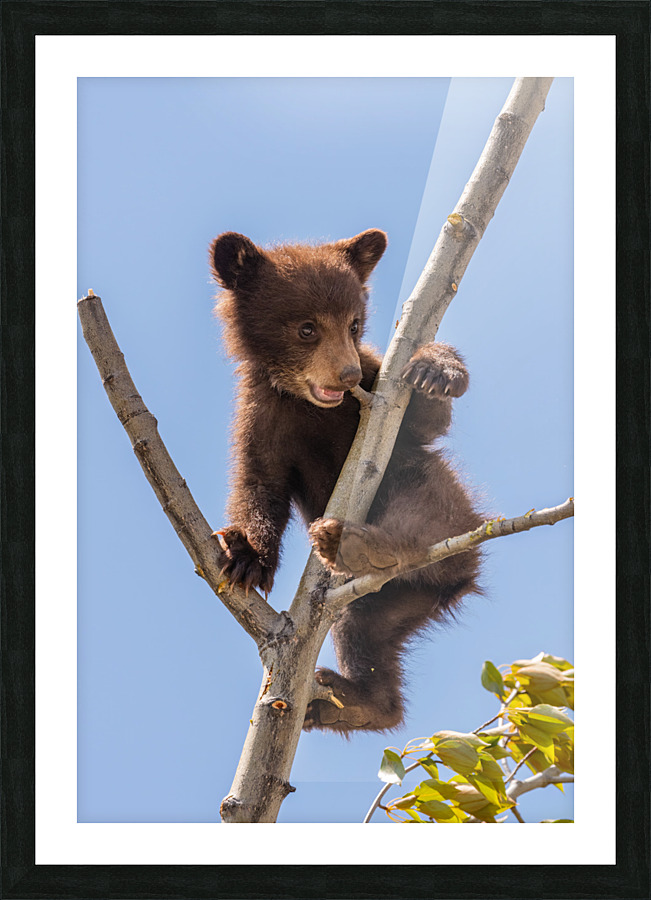 Black Bear Cub Picture Frame print