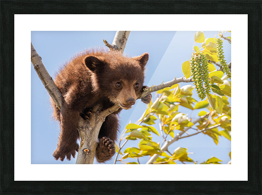 Black Bear Cub Picture Frame print