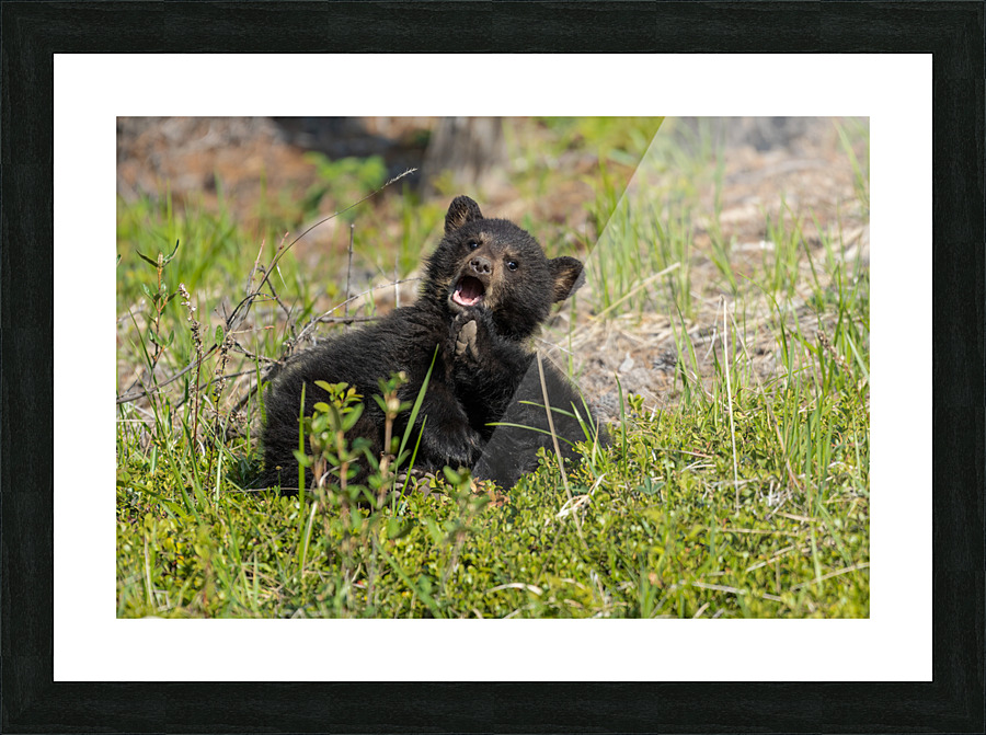 Black Bear Cubs Picture Frame print