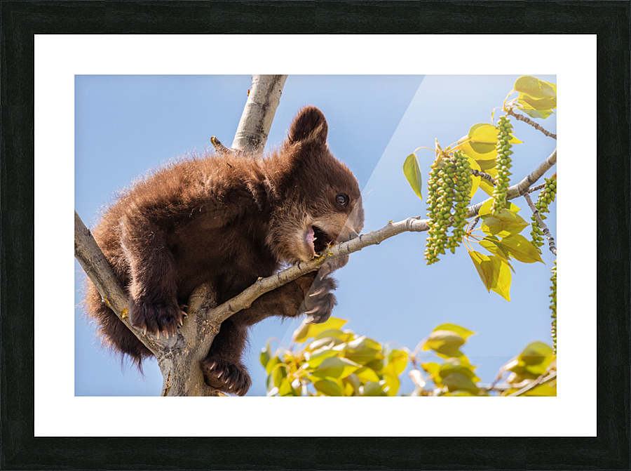 Black Bear Cub Picture Frame print