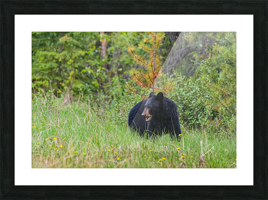 Black Bear Picture Frame print