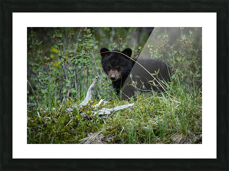 Black Bear Cub Picture Frame print