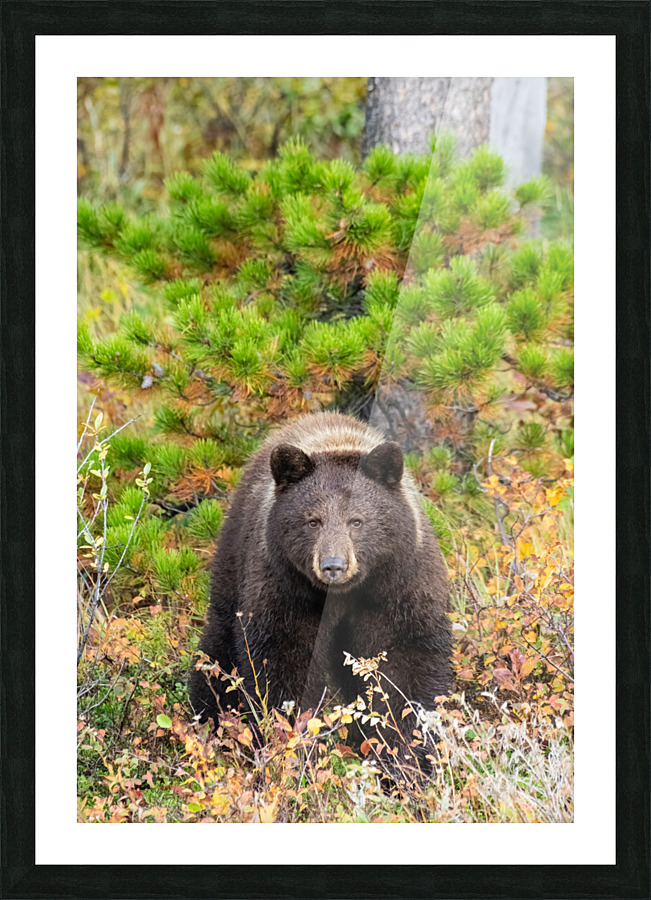 Black Bear Picture Frame print