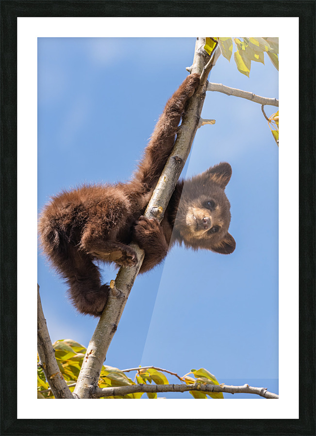 Black Bear Cub Picture Frame print