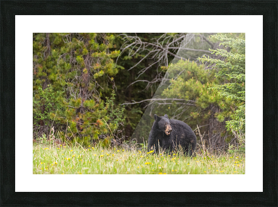 Black Bear Picture Frame print