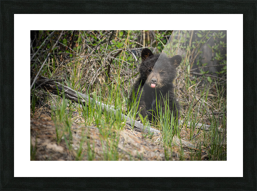 Black Bear Cub Picture Frame print