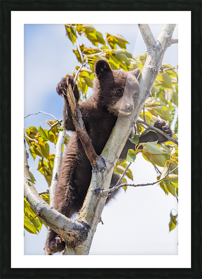 Black Bear Cub Picture Frame print