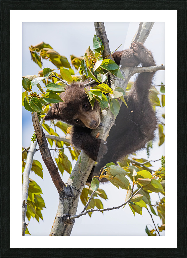 Black Bear Cub Picture Frame print