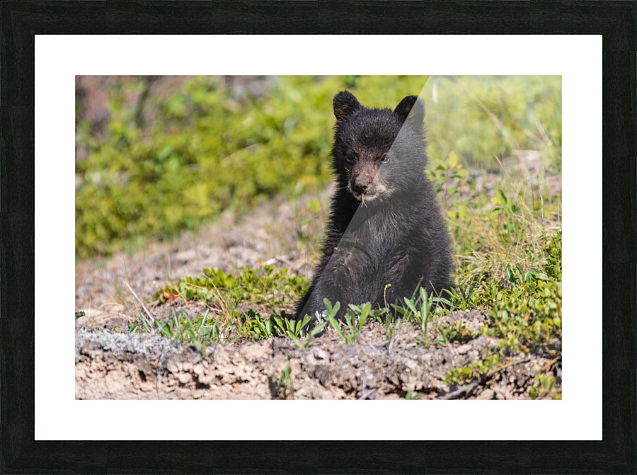 Black Bear Cub Picture Frame print