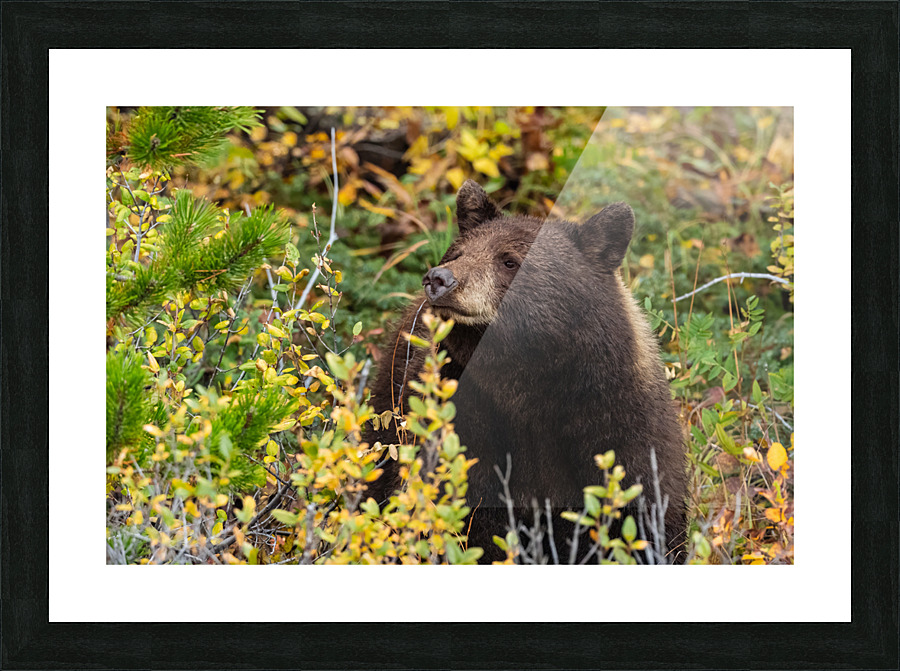 Black Bear Picture Frame print