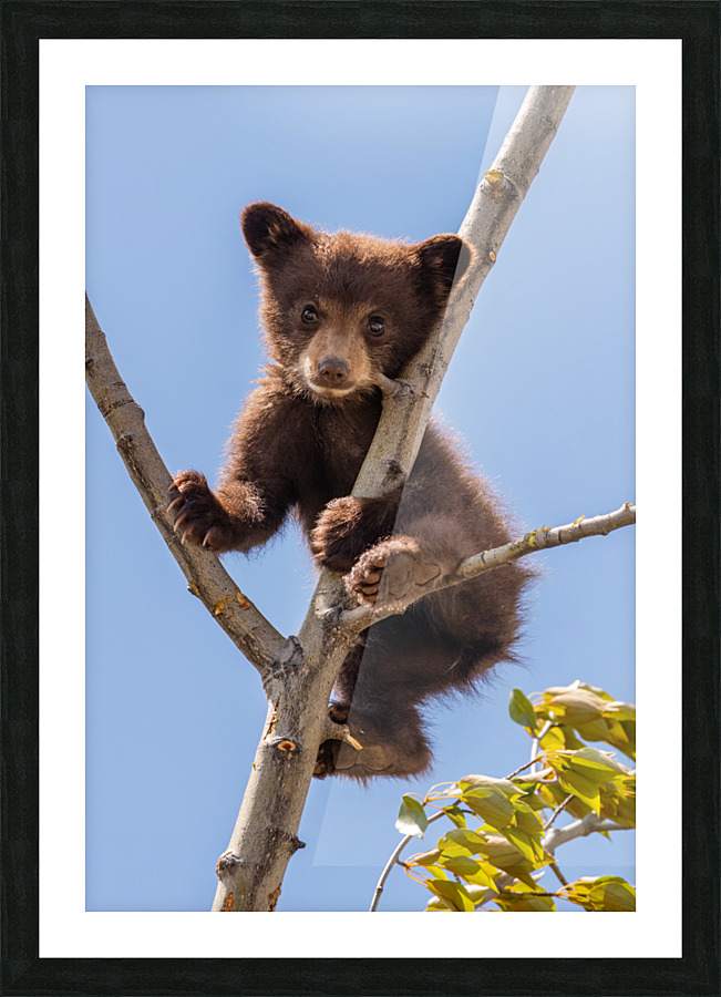Black Bear Cub Picture Frame print
