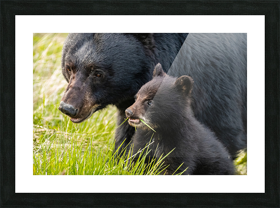 Black Bear Sow with Cub Picture Frame print