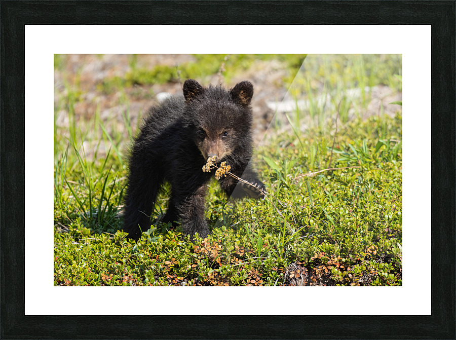 Black Bear Cub Picture Frame print