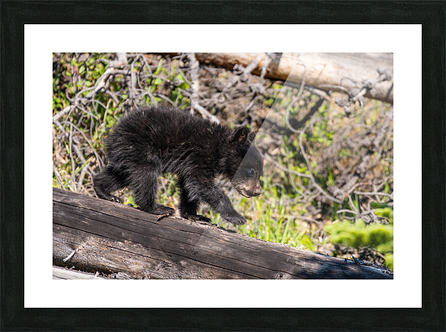 Black Bear Cub Picture Frame print