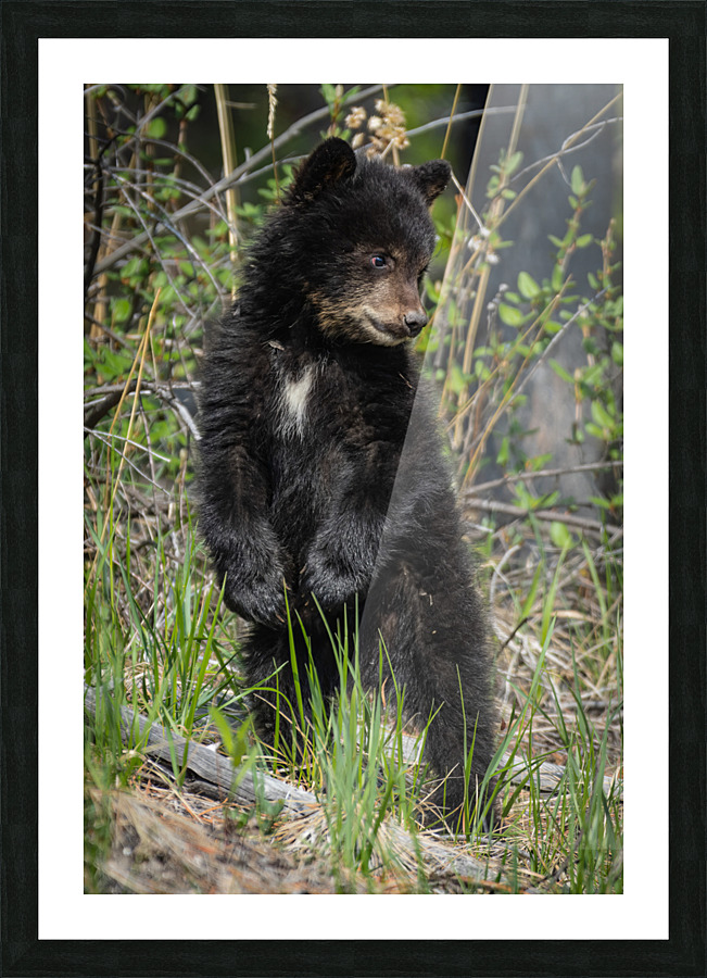Black Bear Cub Picture Frame print