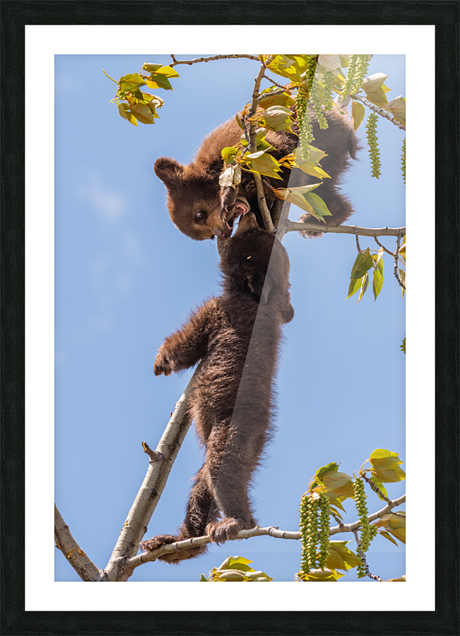 Black Bear Cubs Picture Frame print